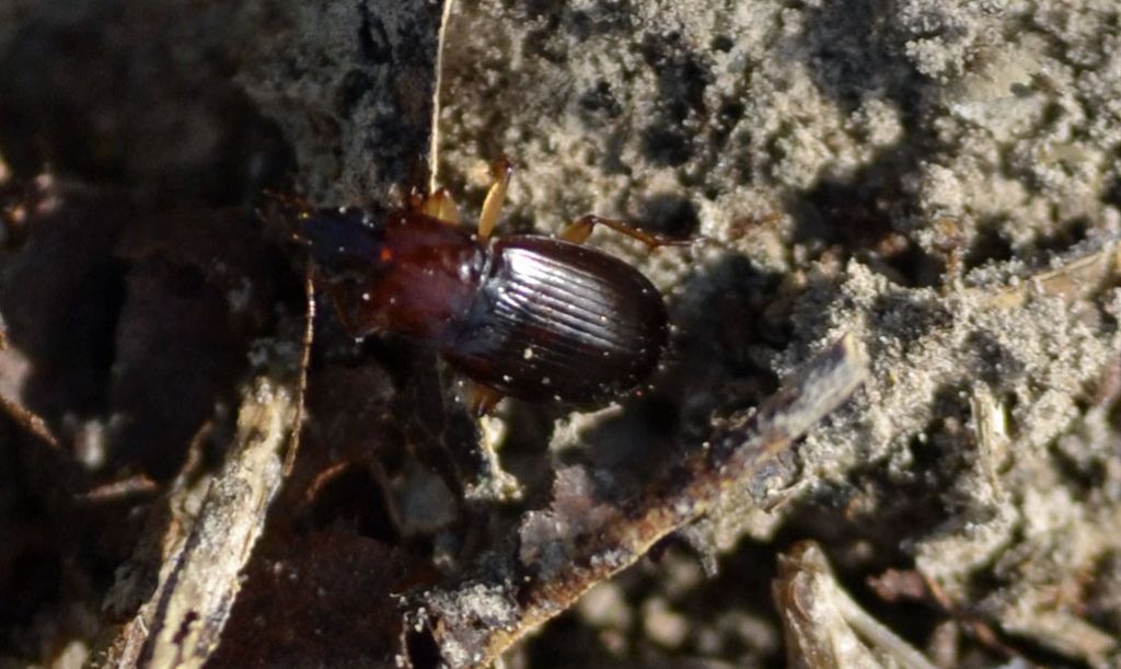 Piccolo carabide id.: Calathus cfr. cinctus